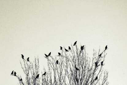 Crows