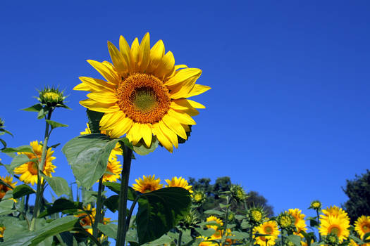 Girasol, sunflower