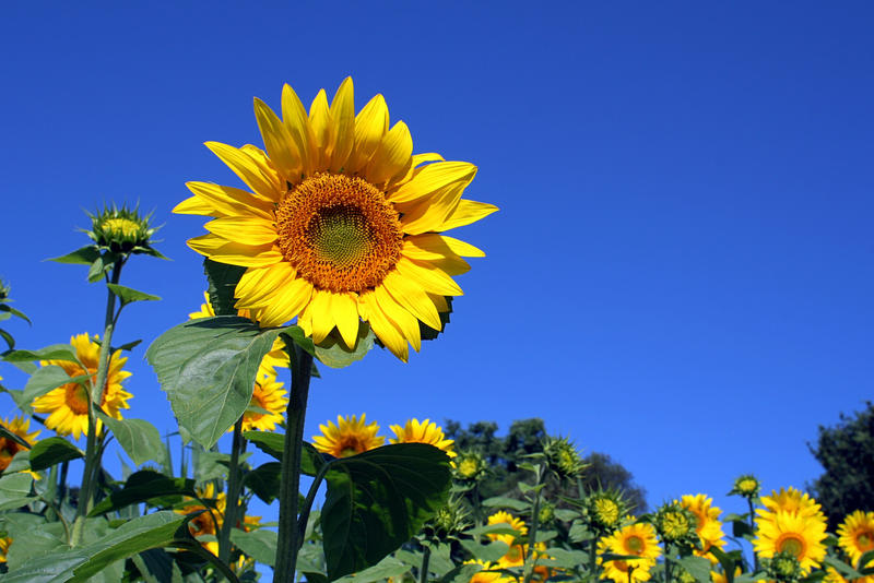Is sunflower oil good or bad for your health? Is sunflower oil good or bad for your health?