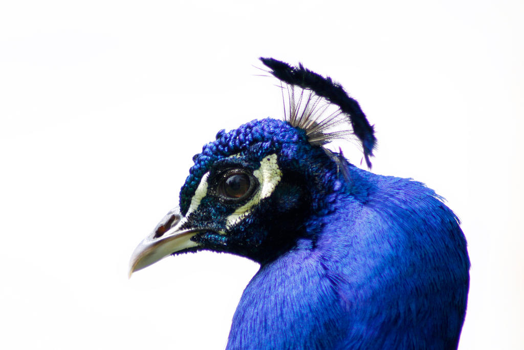 Pavo real perfil by elminino on DeviantArt