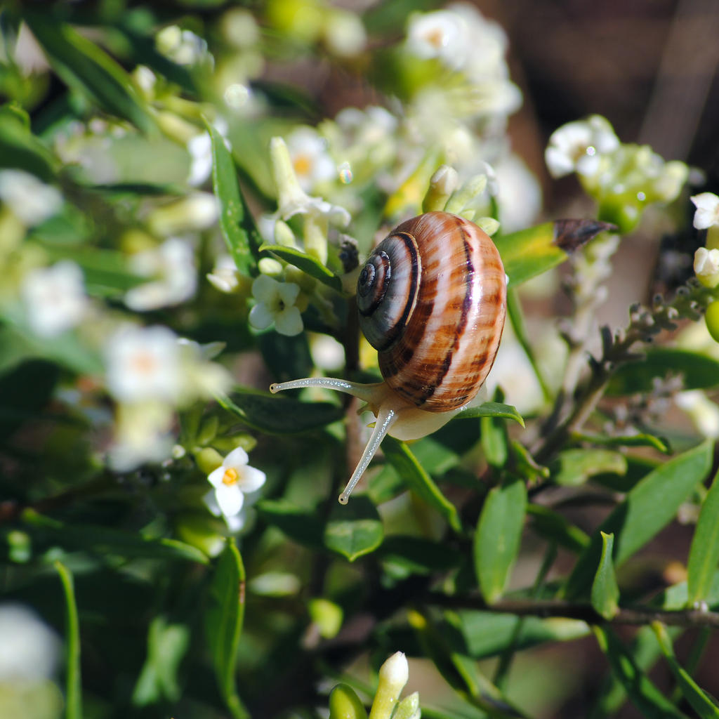 Caracolito