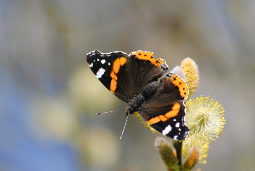 Vanessa atalanta