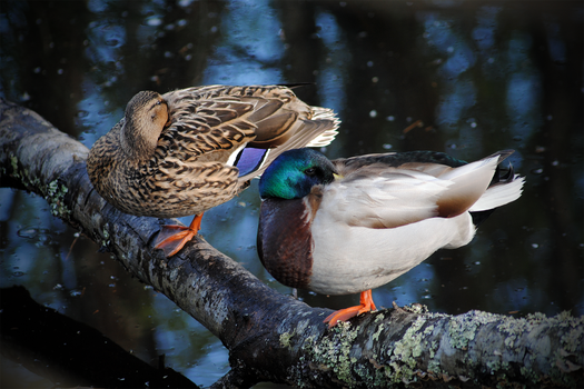 Patos