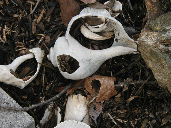 land shells by summerlover2007 on DeviantArt