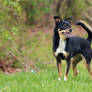 Manchester Terrier / Chihuahua Mix 14 years old.