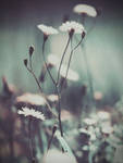 Untitled by Laysa Untitled by Laysa