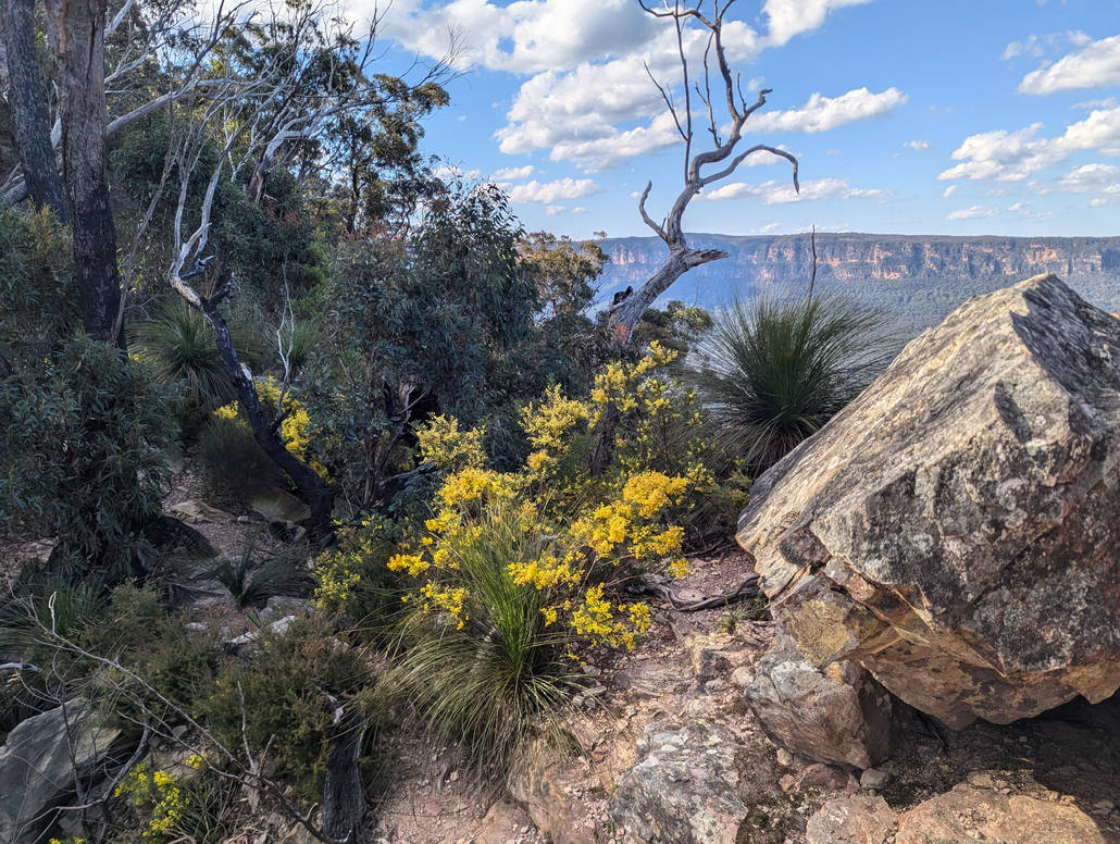 Spring Wattle by ZehnDerSchwerter on DeviantArt