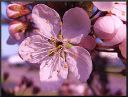 cherry blossom