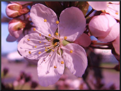 cherry blossom