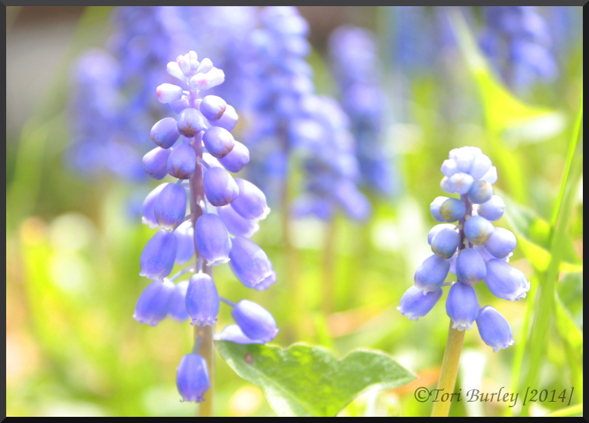 Blue Bells I