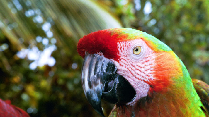 Rainbow Parrot from Maui