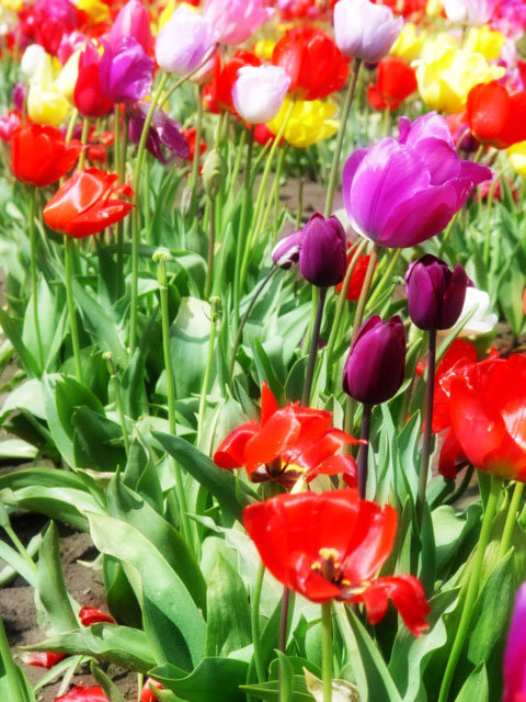 Colourful Tulips