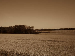 Field in Bornholm