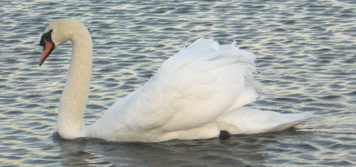 Swan