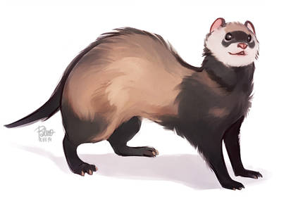 Ferret study