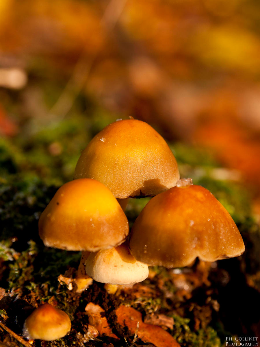 Mushroom in the sun