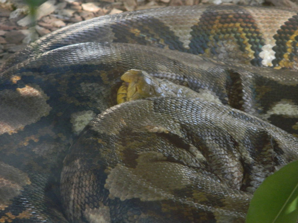 Reticulated Python by Zcoy on DeviantArt