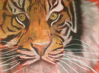 Tigre Pastels N*1
