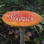 A perfect fly mushroom