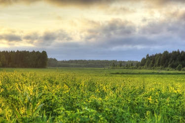 Field of sunshine