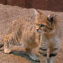 Sand Cat