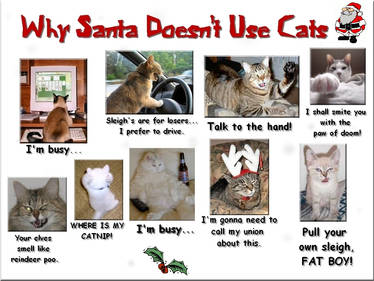 No Cats at Christmas