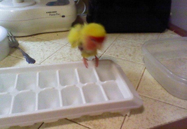 Jo Jo's Ice Tray Bath