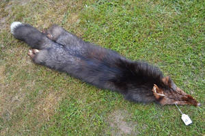 Silver fox pelt for sale