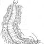 Centipedus Primus