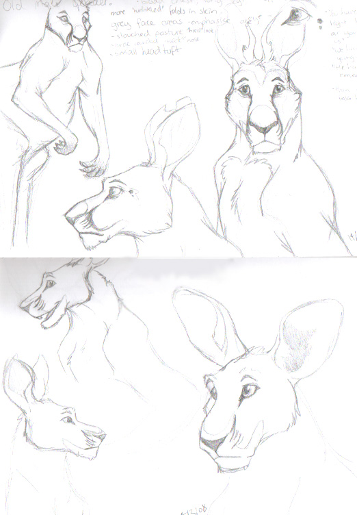 Kanga Character concepts...