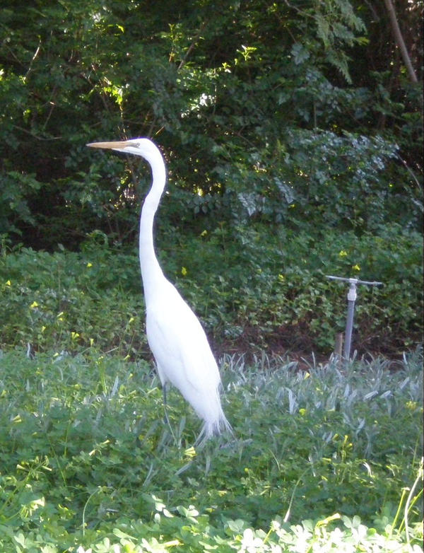 white heron