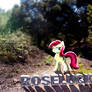Roseluck Nature Wallpaper