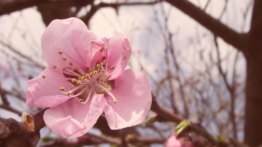 Pink flower