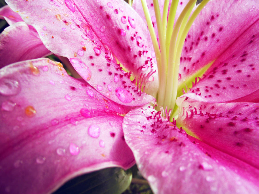 Pink lily