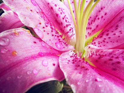 Pink lily