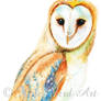 Barn Owl