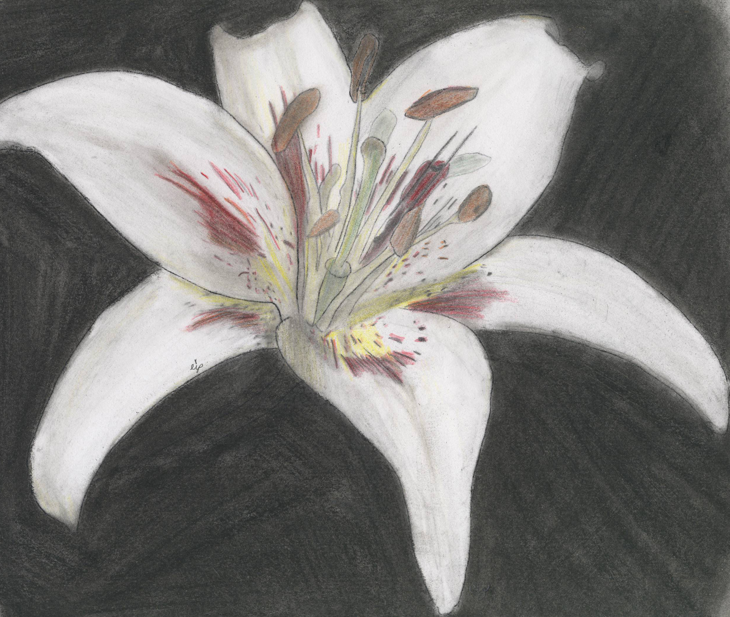 Lily - flower