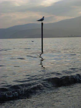 A bird on a lake