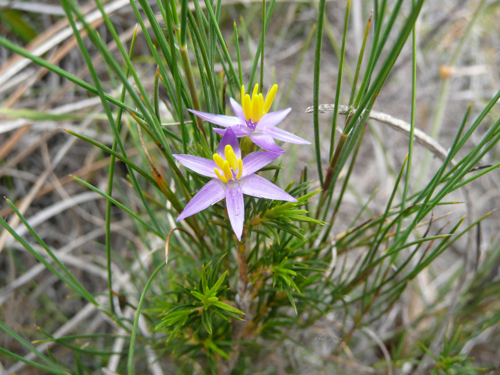 Calectasia Calectasia narragara by minesite on DeviantArt