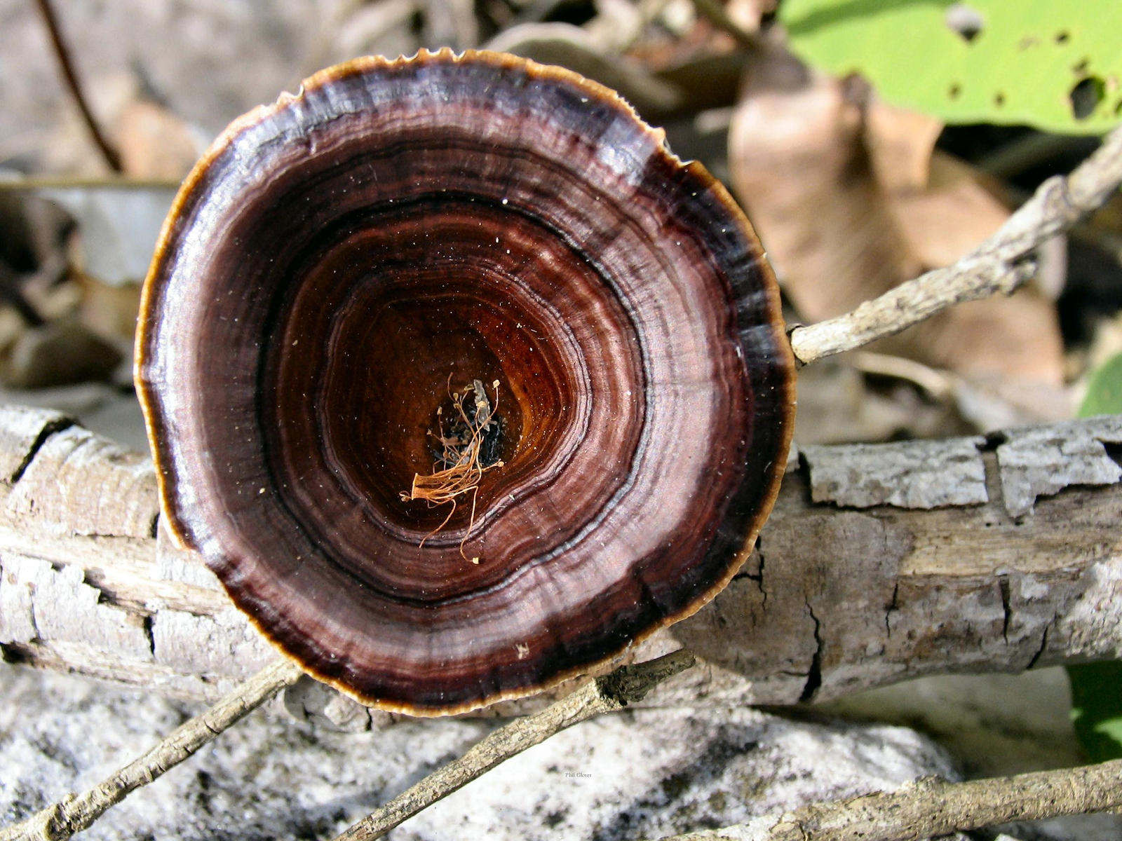 Microporus xanthopus I by minesite on DeviantArt