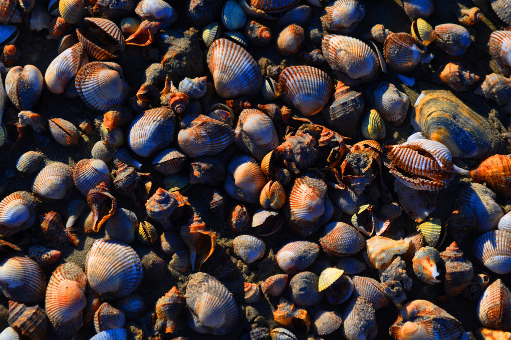 Shells by RuxandraBrojboiu on DeviantArt