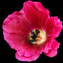 pink flower png transparent bg