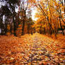autumn path 1