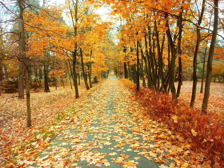 autumn path 2