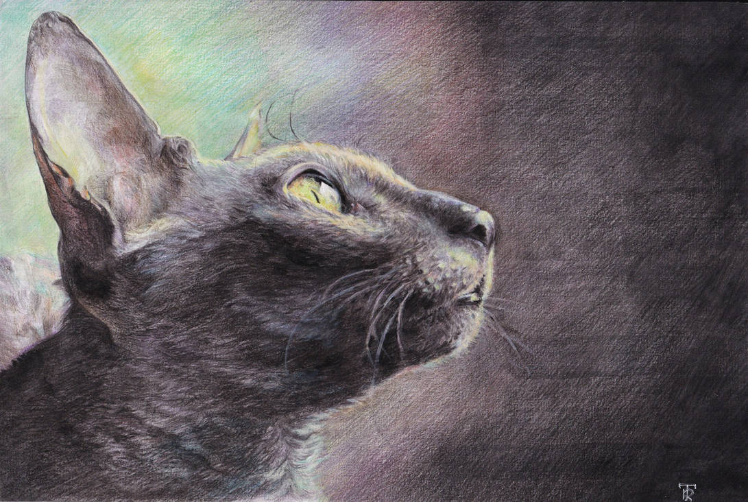 cat by Koshka-tanya cat by Koshka-tanya