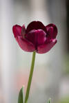My Black Tulip 1 by Elianouki