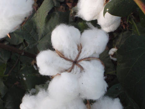 Texas Cotton 2