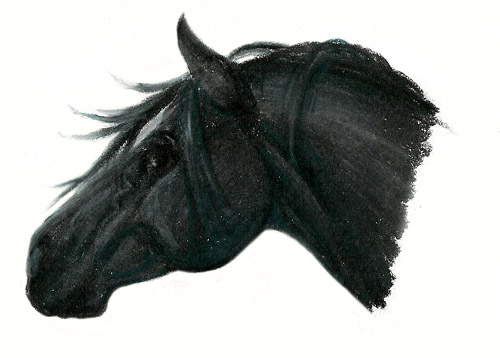 Black horse