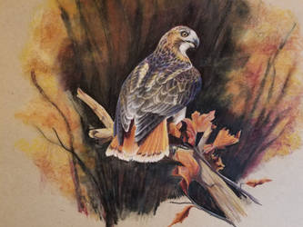 Red Tailed Hawk