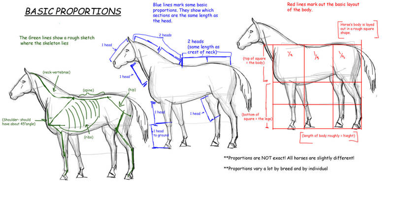 Horse Tutorial:Proportions